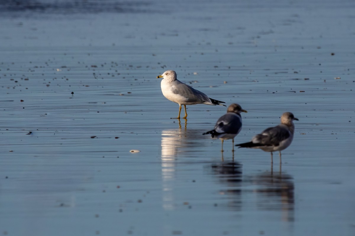Ring-billed Gull - ML646239516