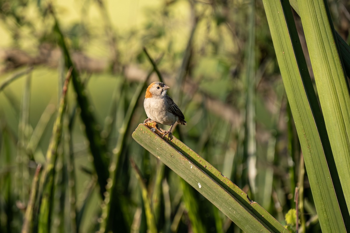 astrildovec uzdičkový - ML646239518