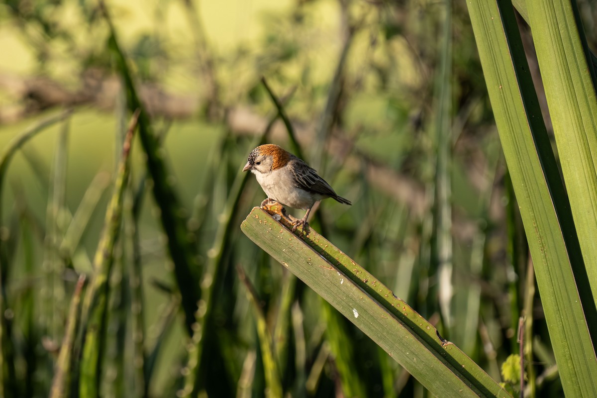 astrildovec uzdičkový - ML646239519