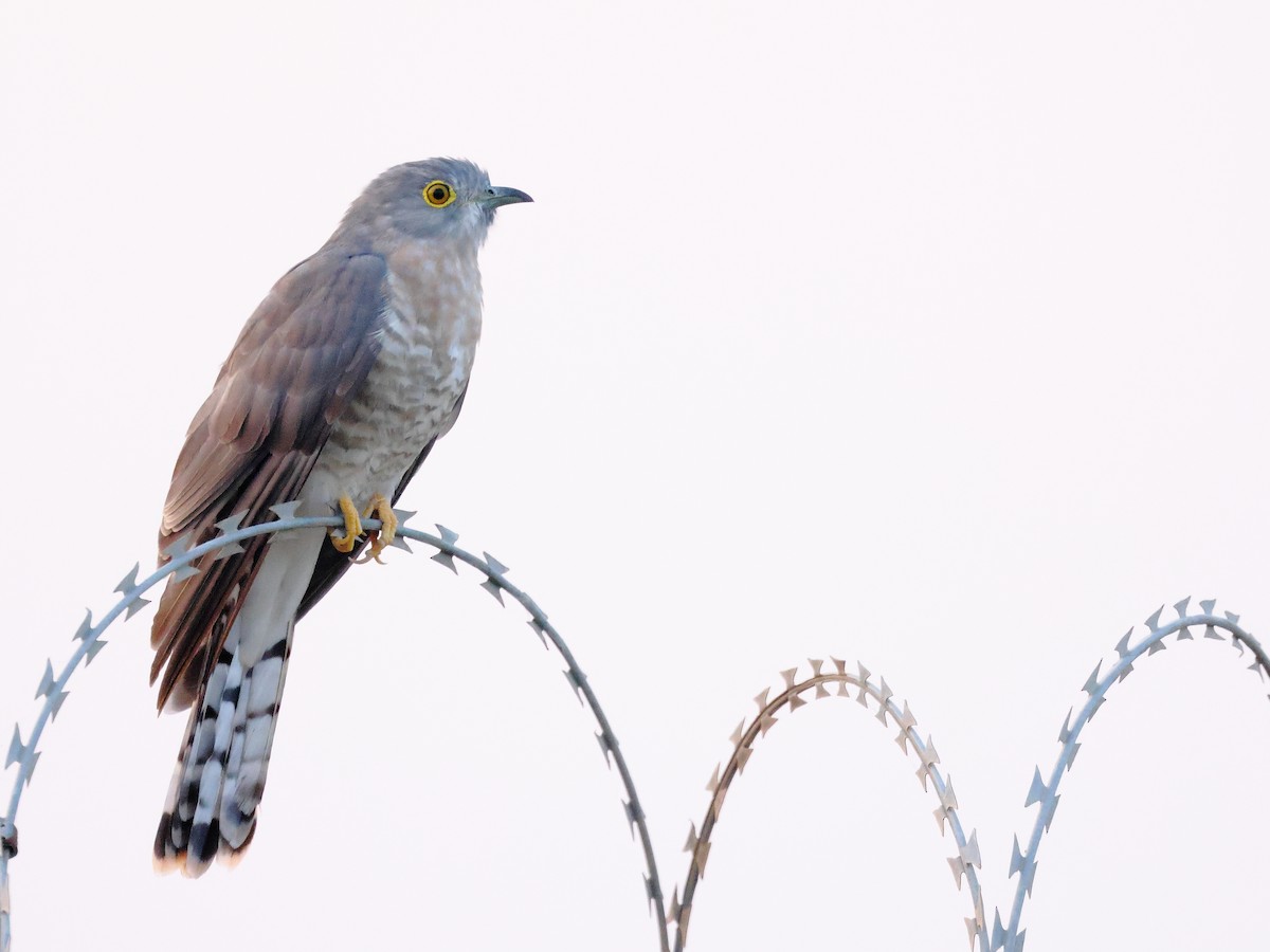Common Hawk-Cuckoo - ML646239520