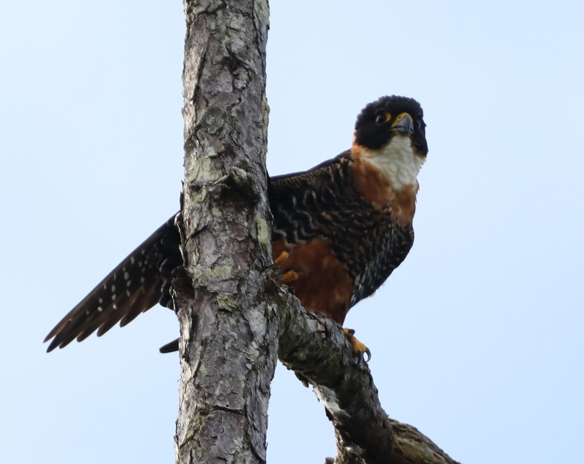 Orange-breasted Falcon - ML646239521