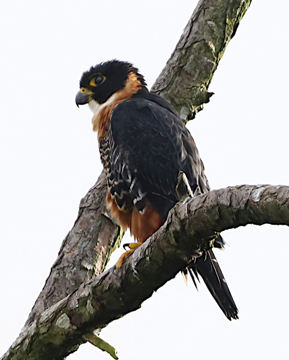 Orange-breasted Falcon - ML646239522