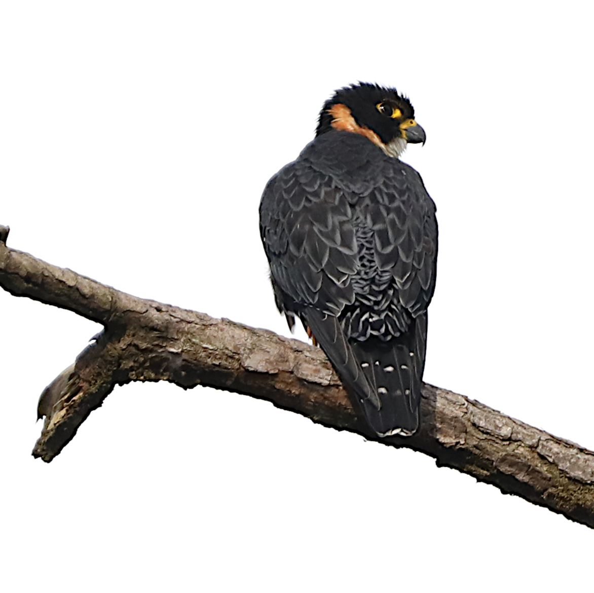 Orange-breasted Falcon - ML646239523