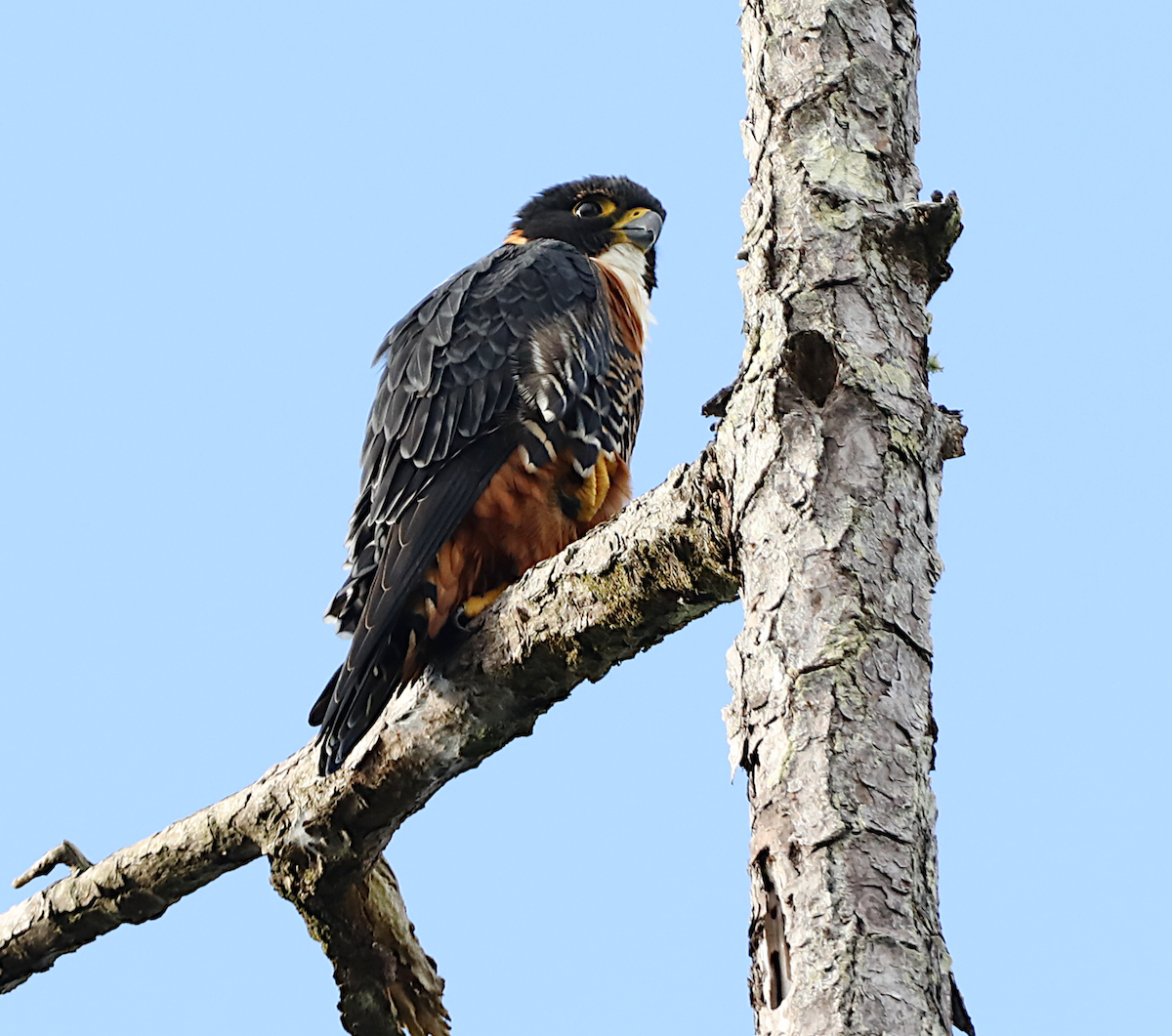 Orange-breasted Falcon - ML646239524