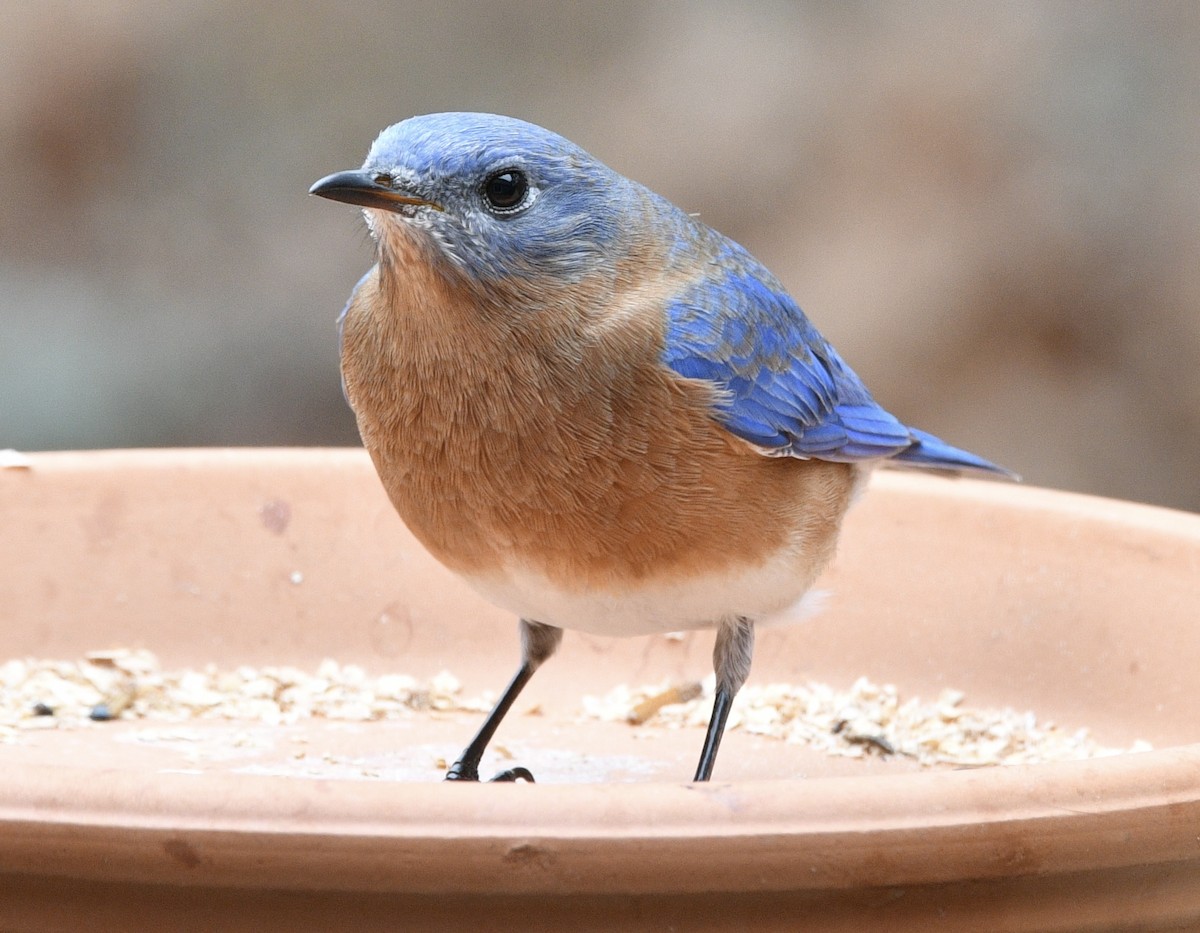 Eastern Bluebird - ML646239525