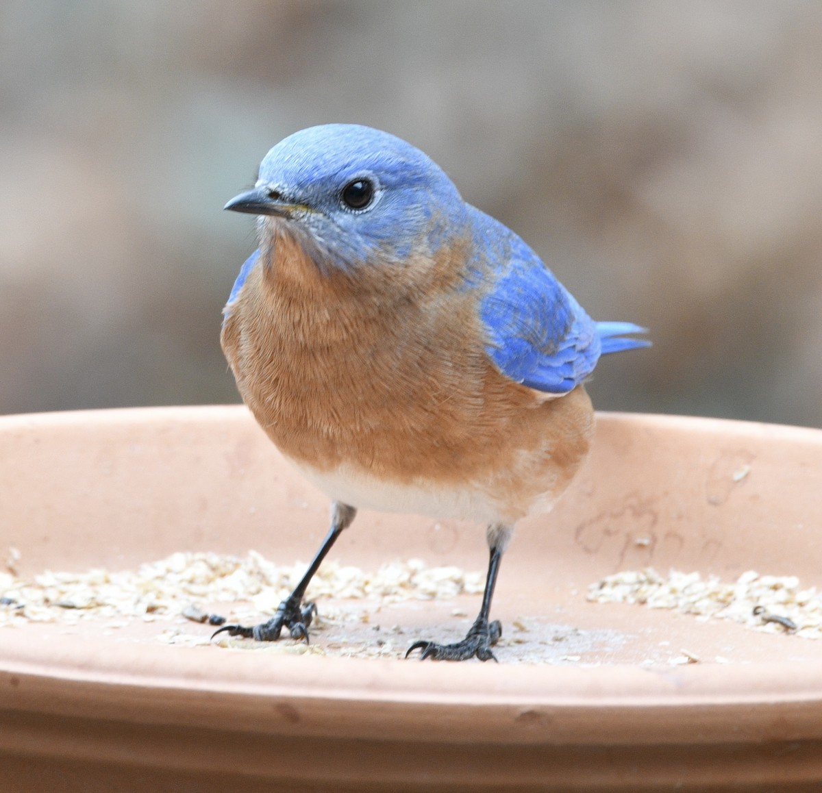 Eastern Bluebird - ML646239526