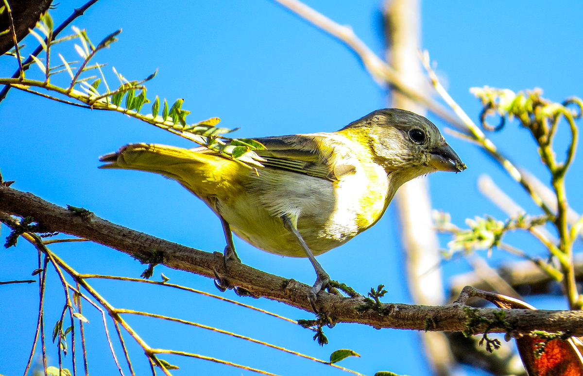 Saffron Finch - ML646239527