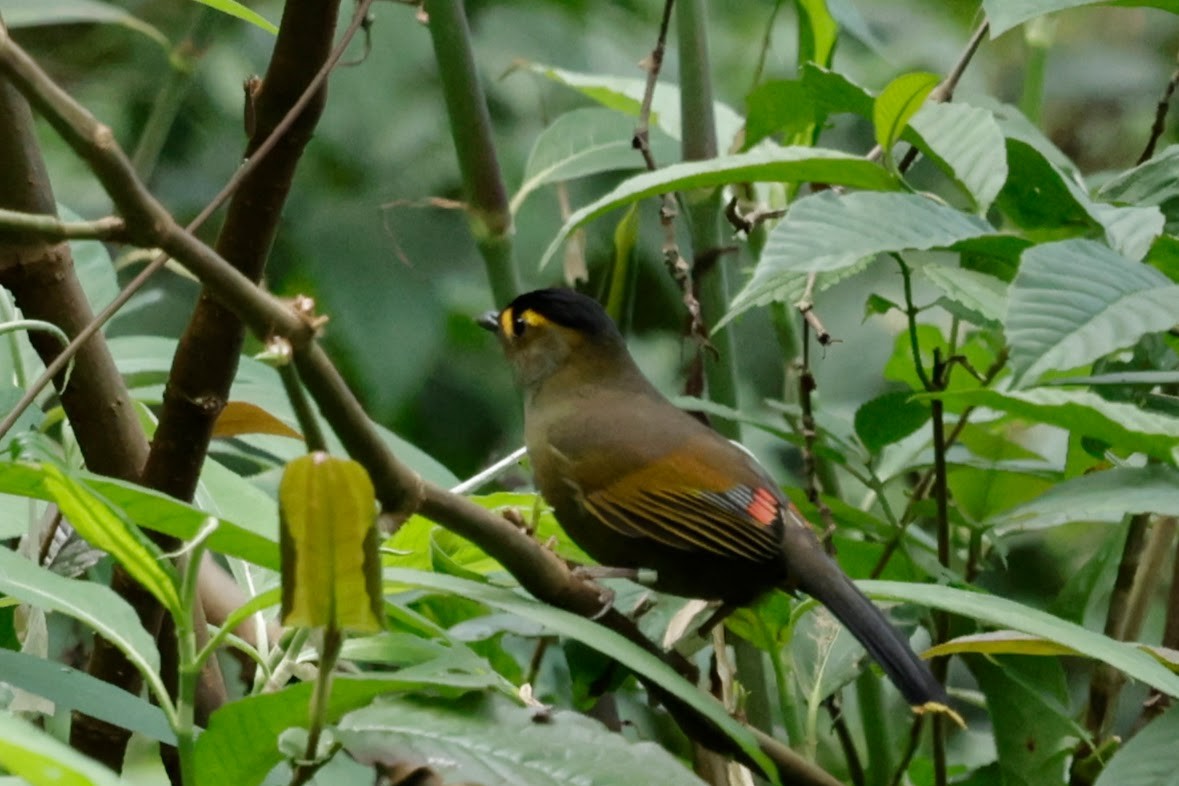 ブグンヤブドリ - ML646239529