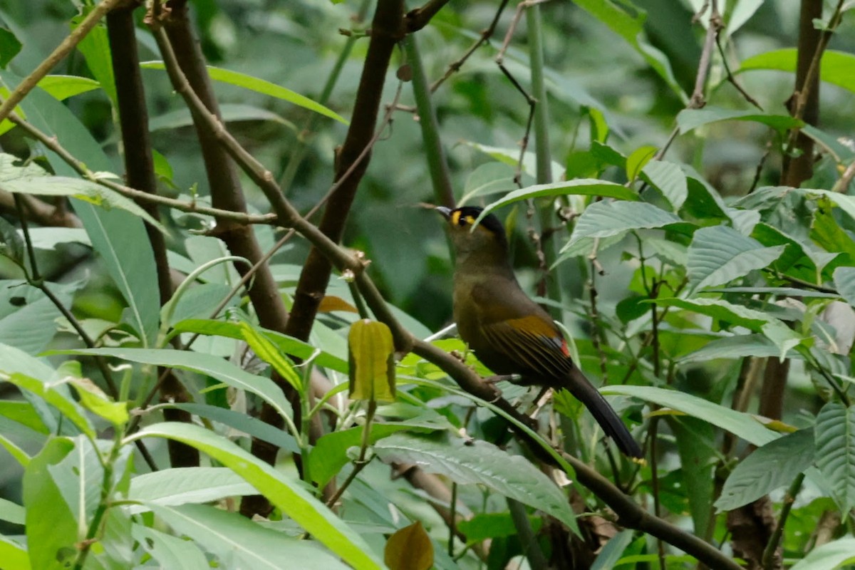 ブグンヤブドリ - ML646239530