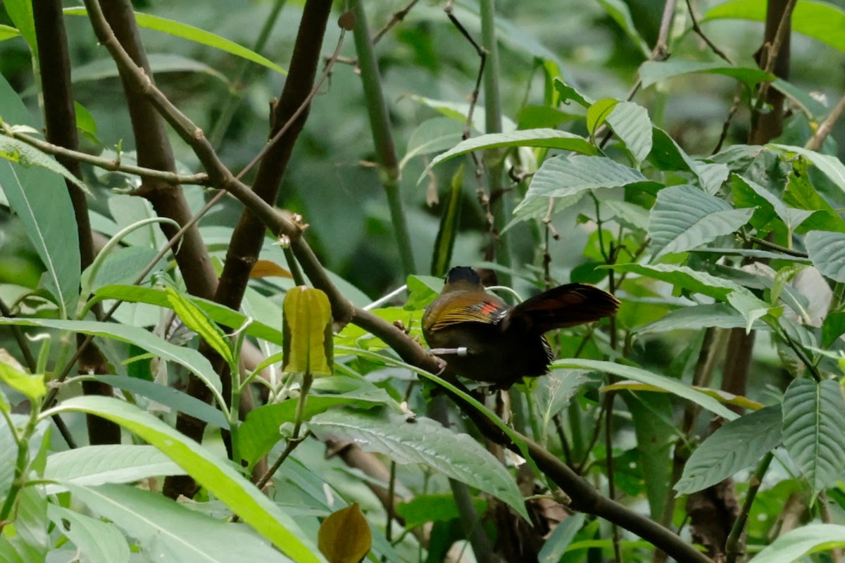 ブグンヤブドリ - ML646239531