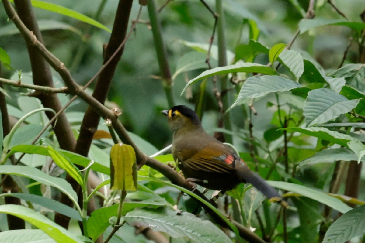 ブグンヤブドリ - ML646239532