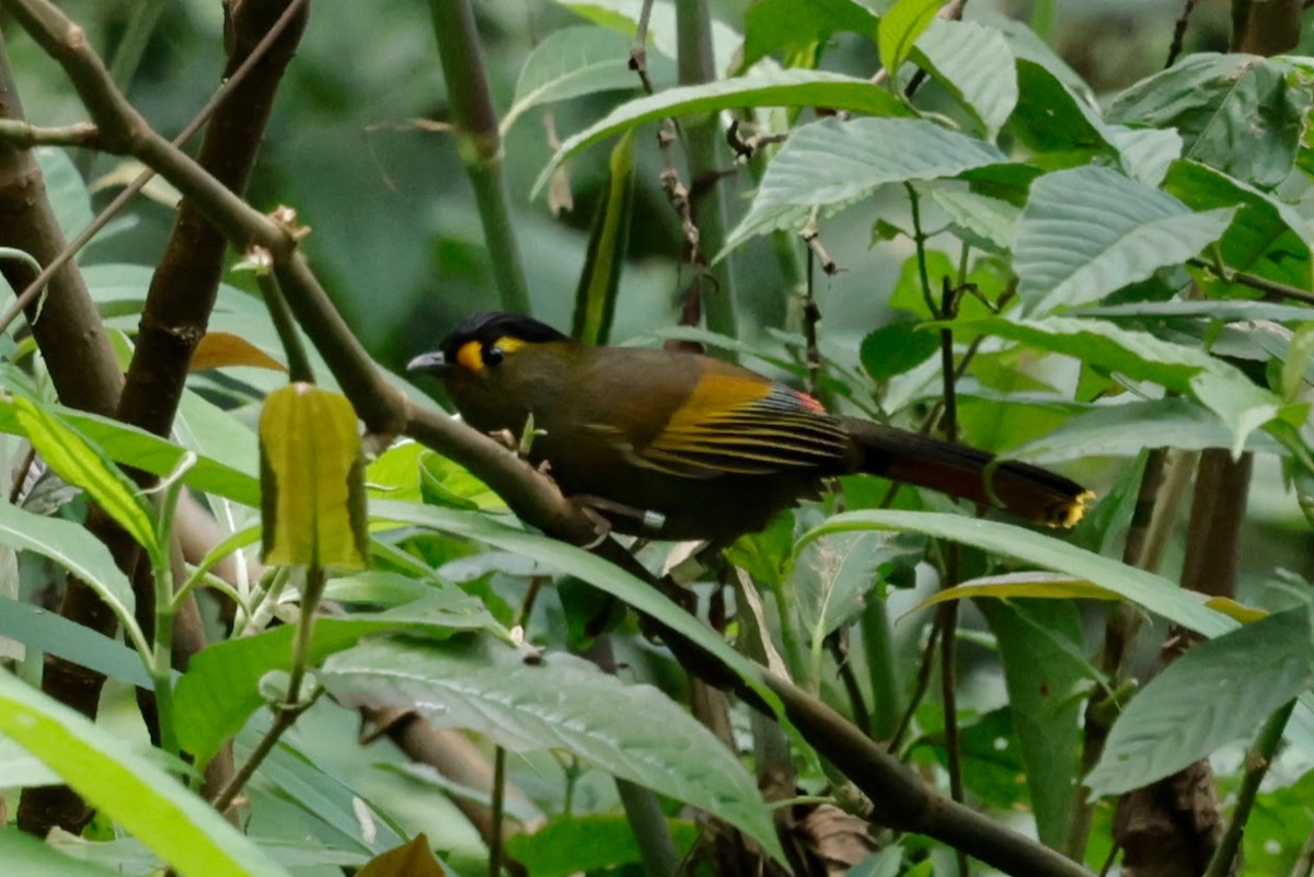 ブグンヤブドリ - ML646239533