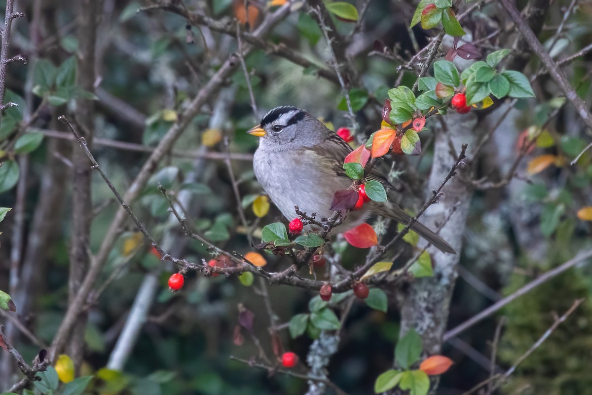 White-crowned Sparrow - ML646239536