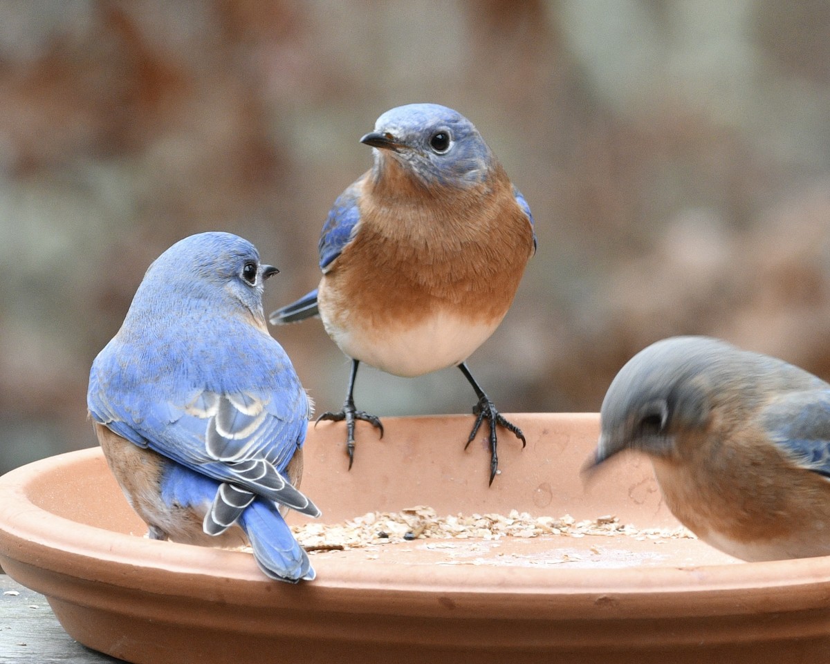 Eastern Bluebird - ML646239537