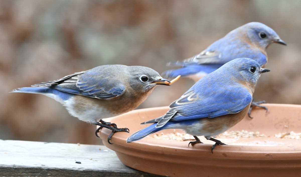 Eastern Bluebird - ML646239538