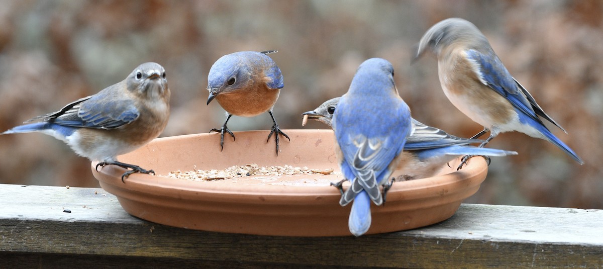 Eastern Bluebird - ML646239539