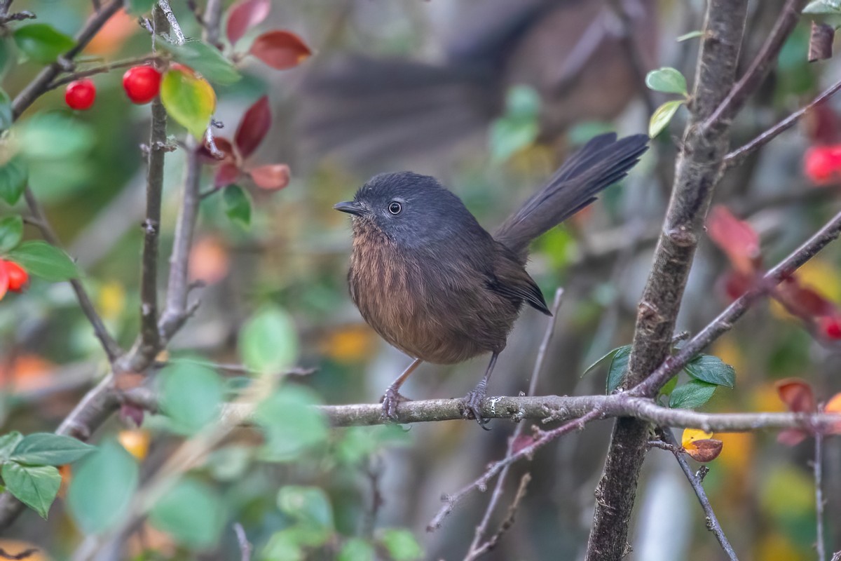 Wrentit - ML646239540