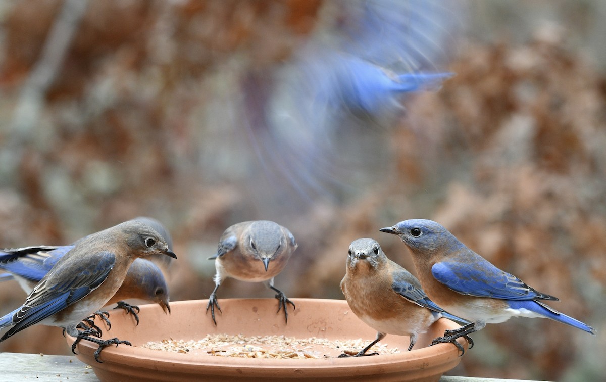 Eastern Bluebird - ML646239541