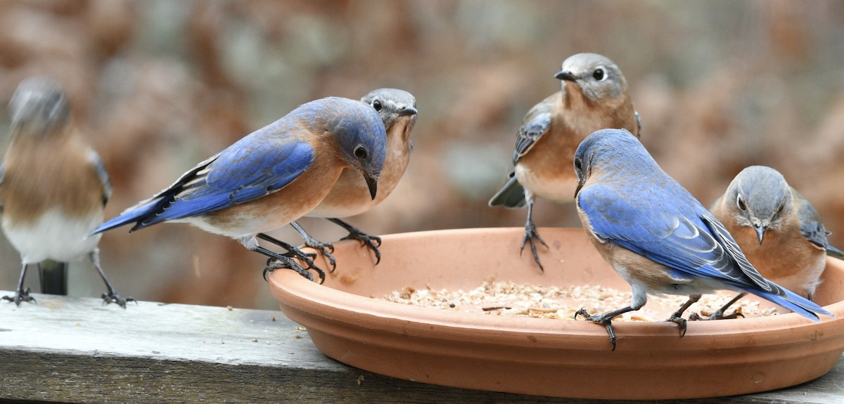 Eastern Bluebird - ML646239542