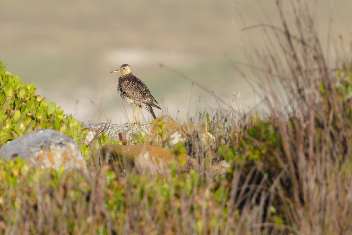 præriesnipe - ML646239545