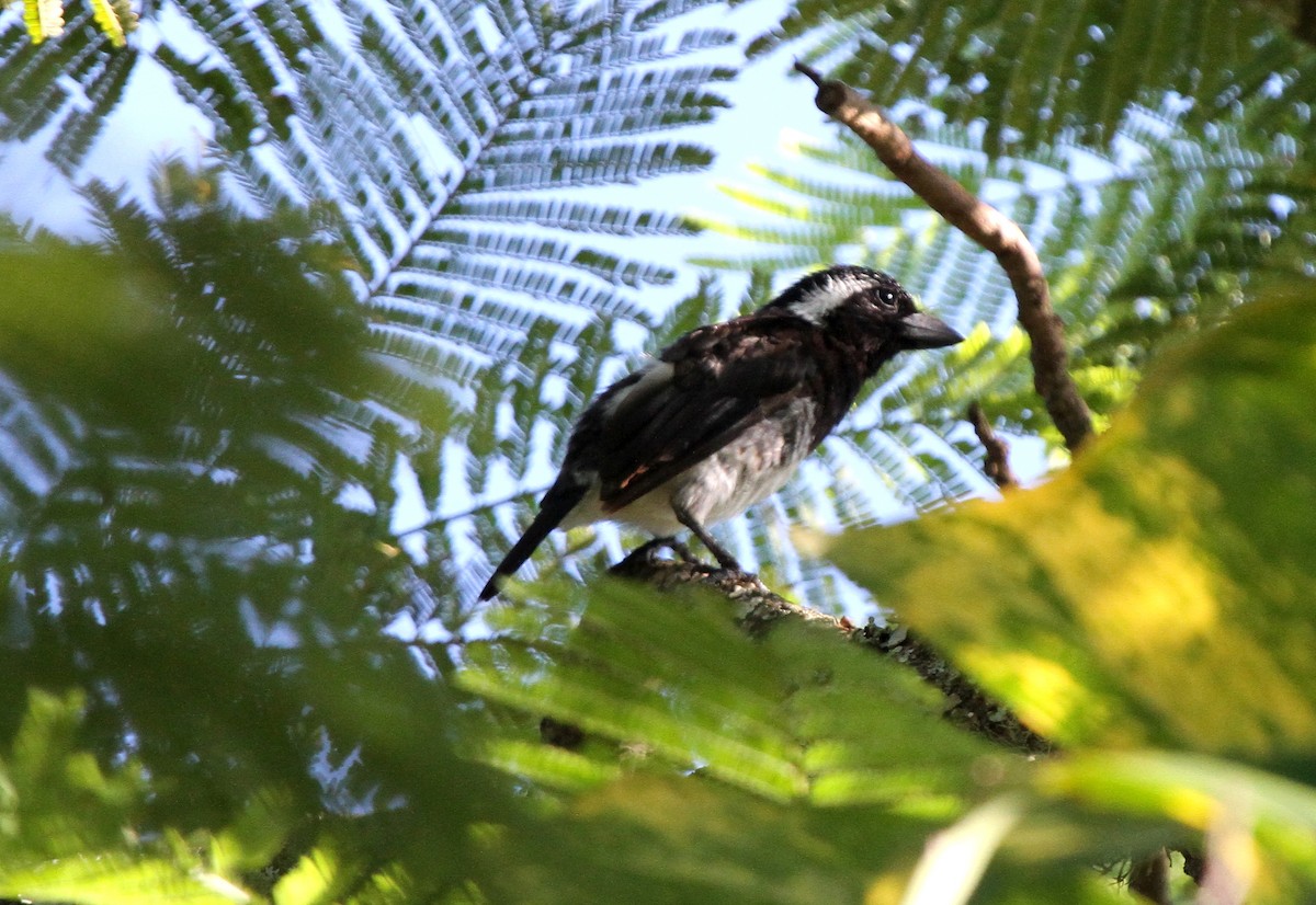 White-eared Barbet - ML646239549
