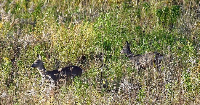 Western Roe Deer - ML646239565