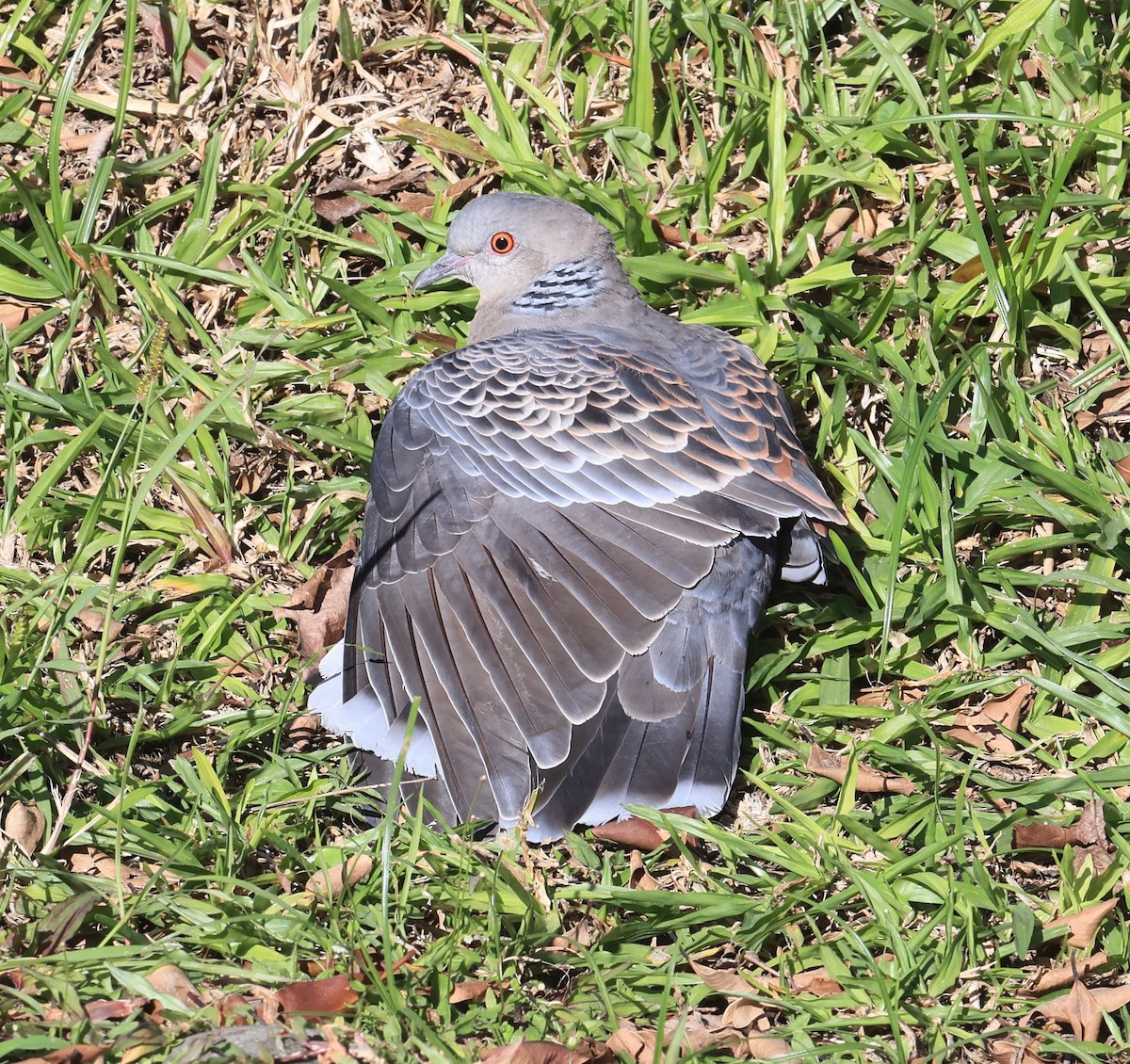 Oriental Turtle-Dove - ML646239566