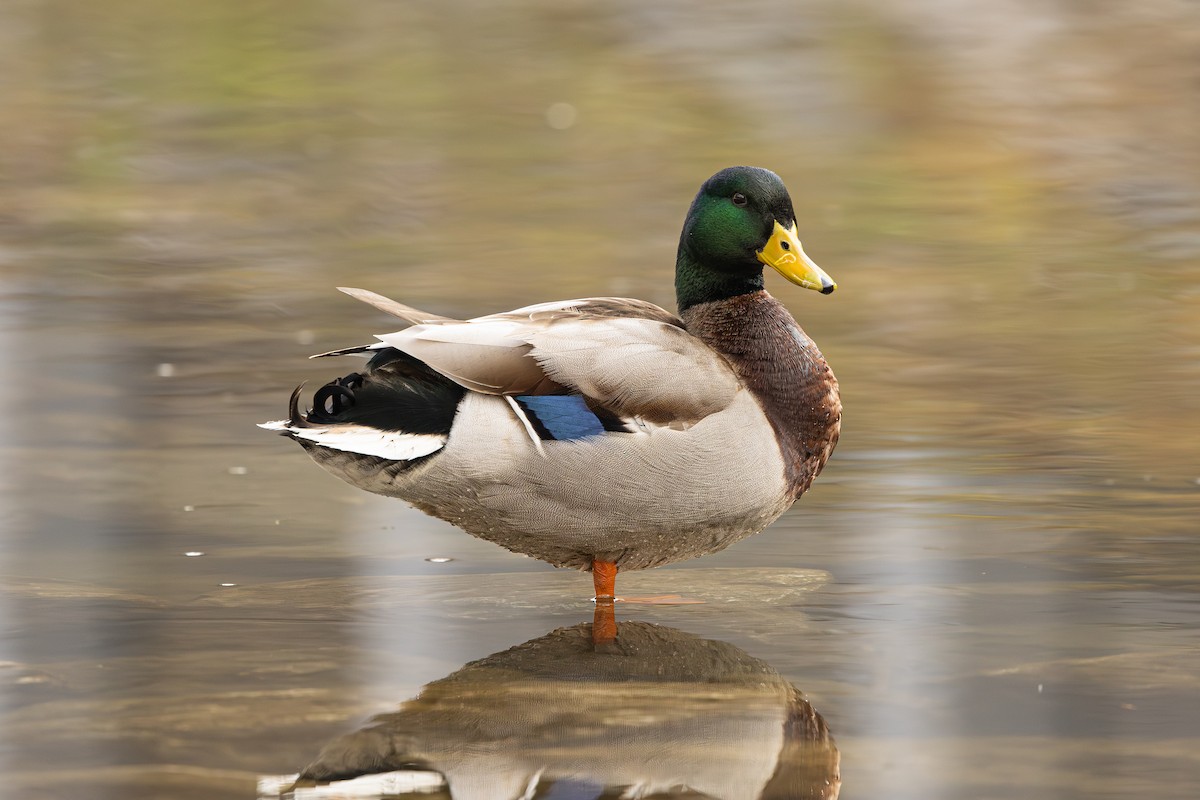 kachna domácí - ML646239567