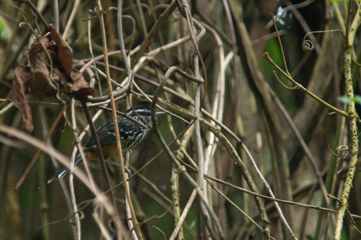 Ochre-rumped Antbird - ML646239568