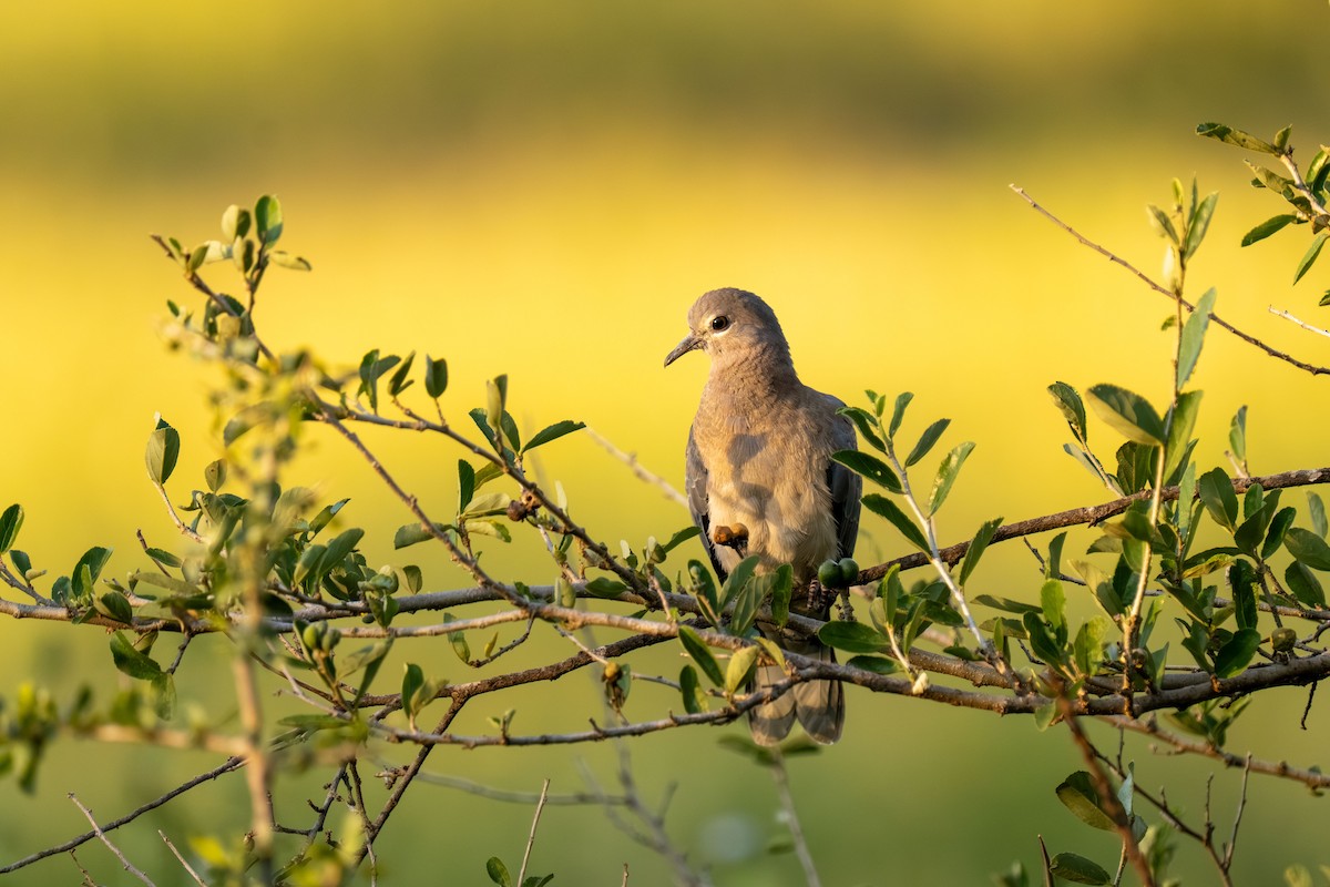 hrdlička senegalská - ML646239582