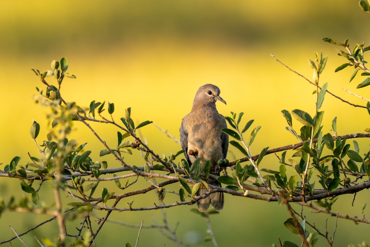 hrdlička senegalská - ML646239583