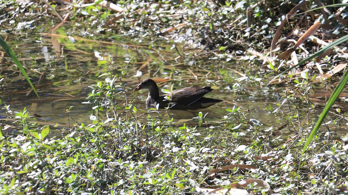 Eurasian Moorhen - ML646239585
