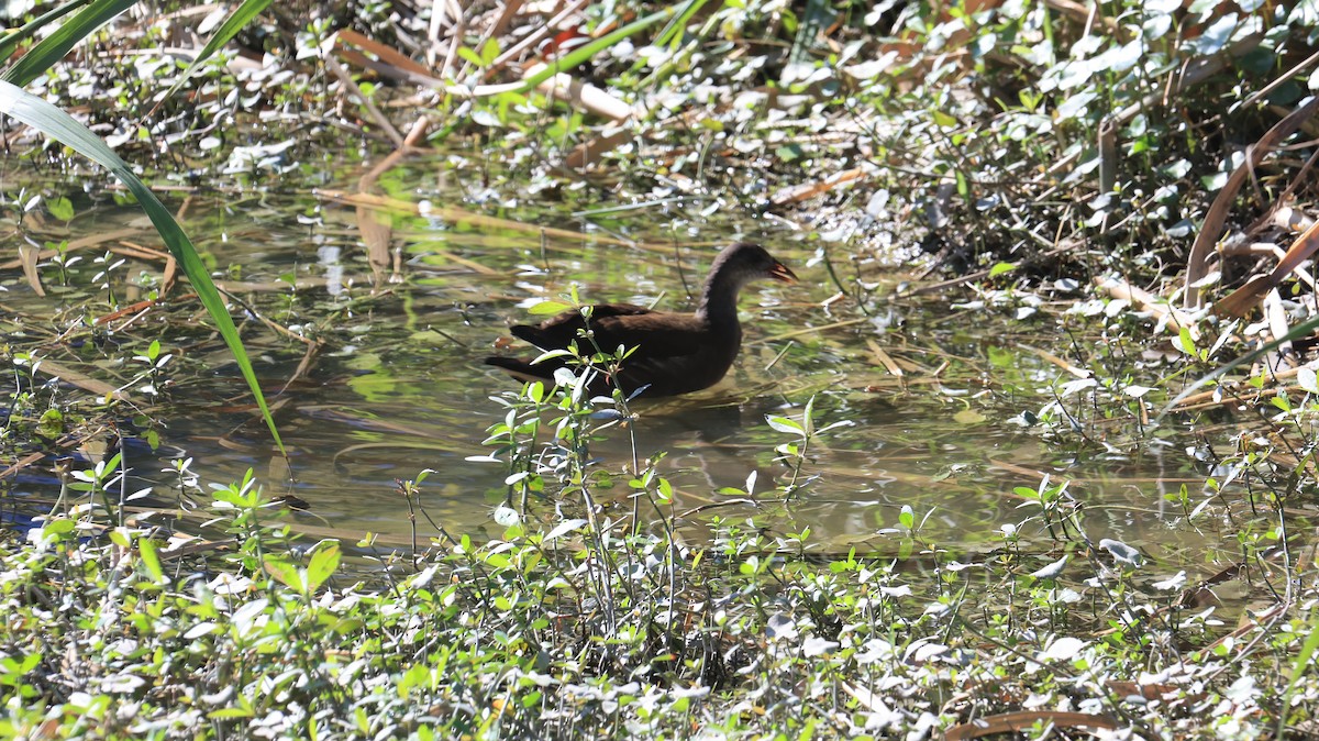 Eurasian Moorhen - ML646239586