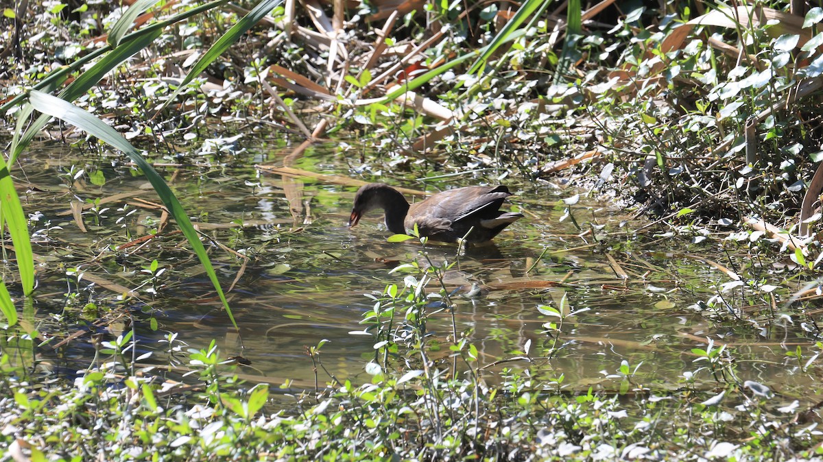 Eurasian Moorhen - ML646239587