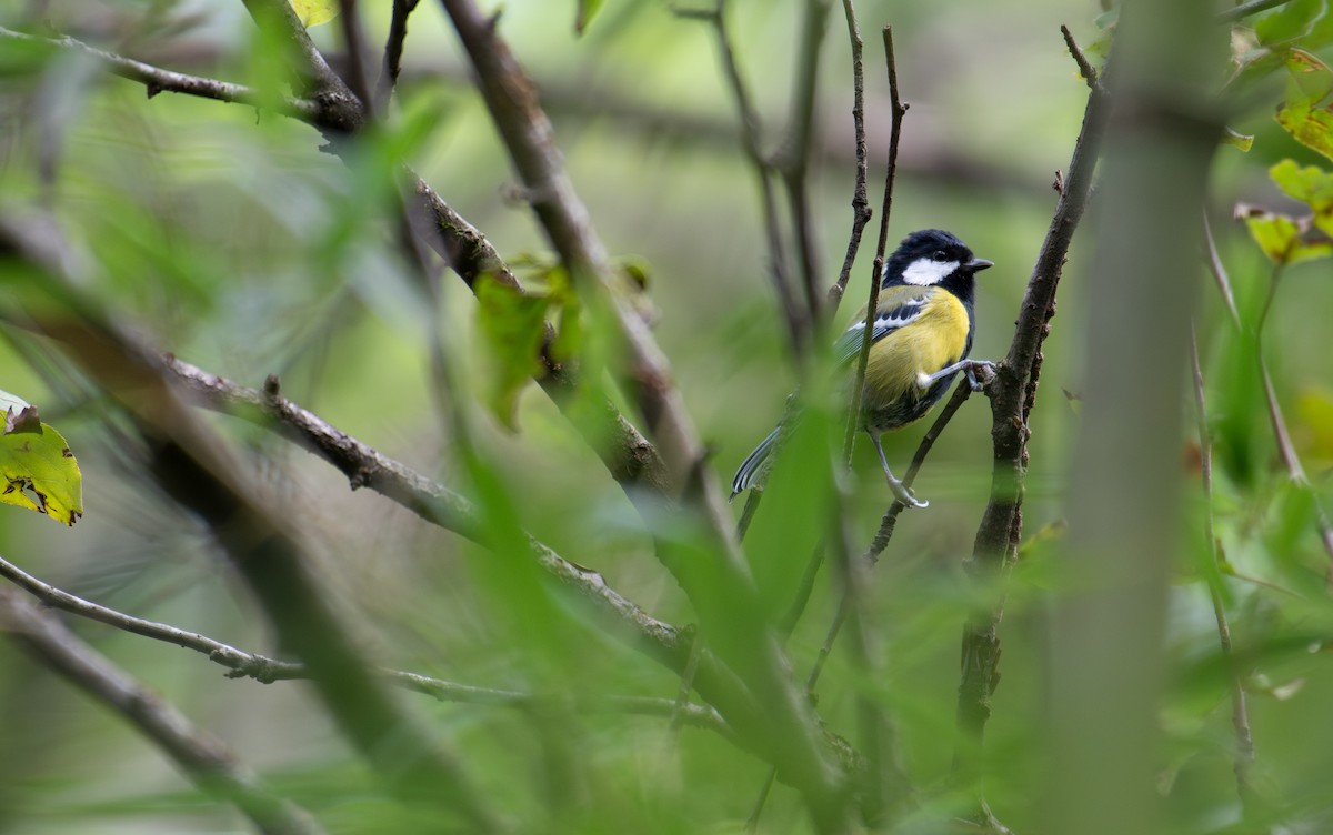 Mésange montagnarde - ML646239588