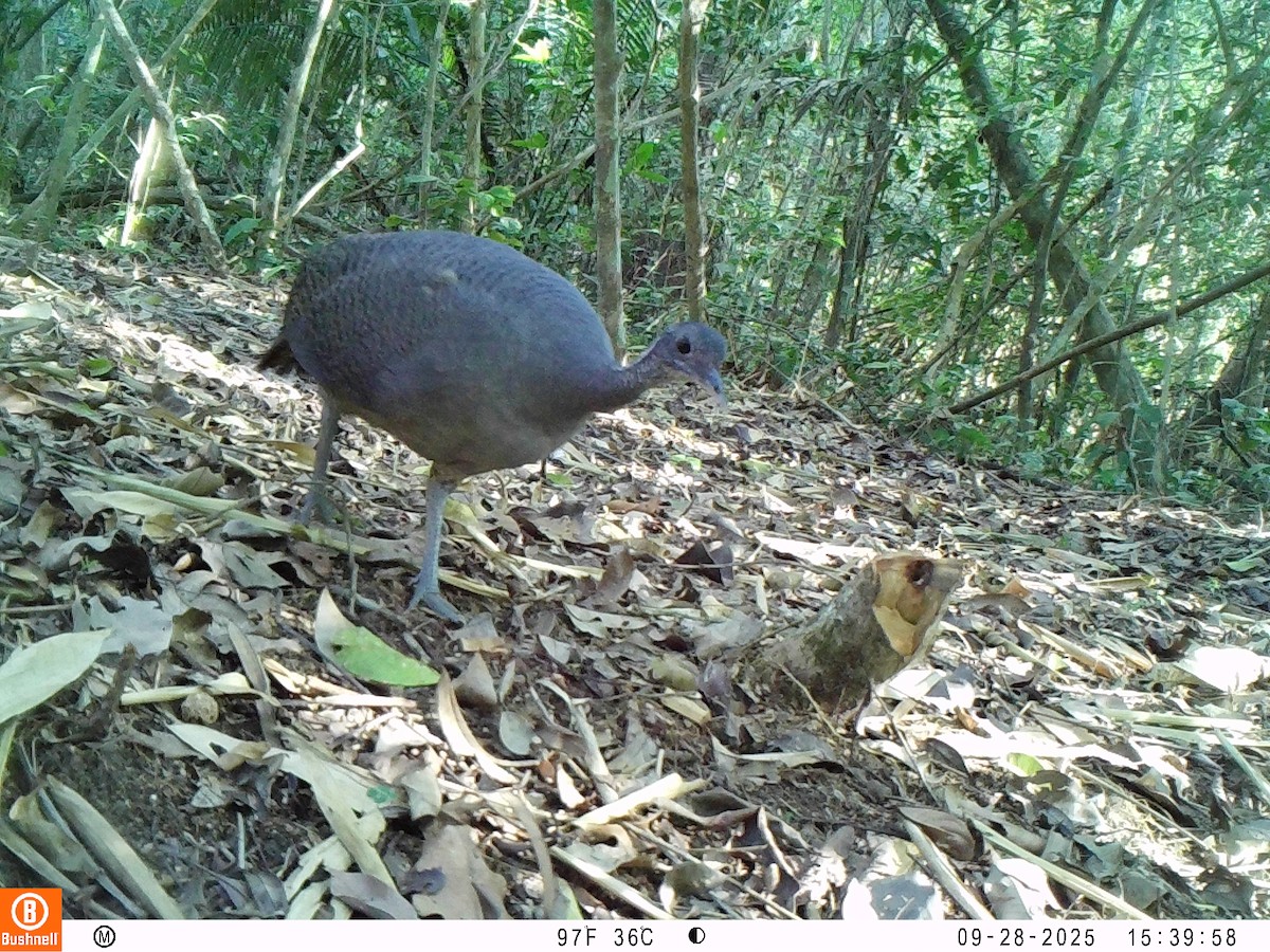 Gray Tinamou - ML646239592