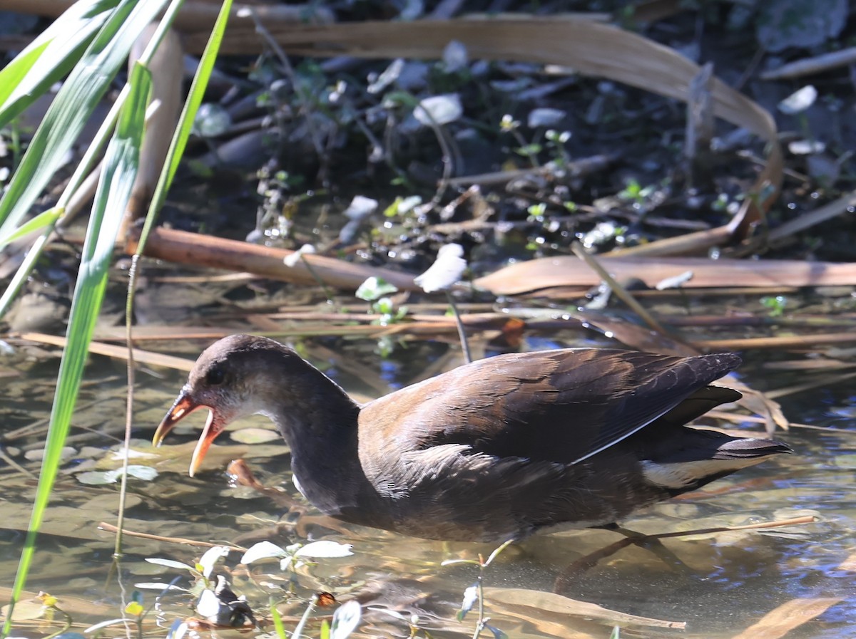 Eurasian Moorhen - ML646239594