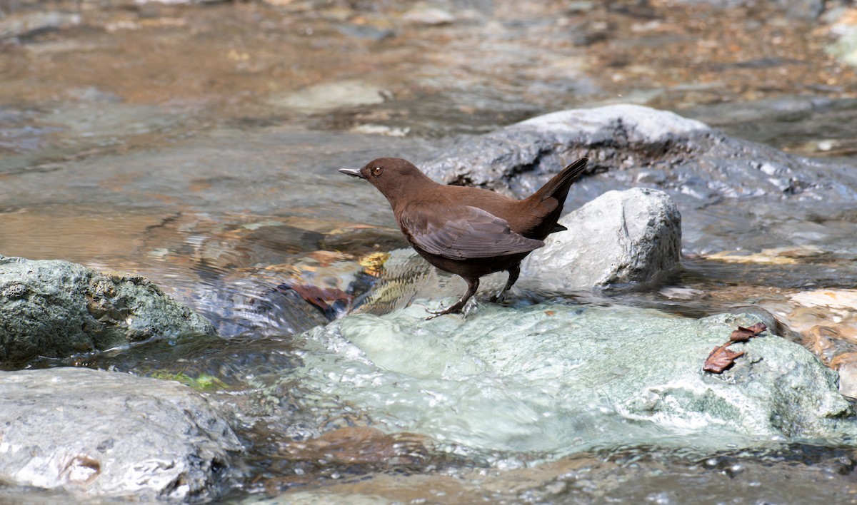 Brown Dipper - ML646239596