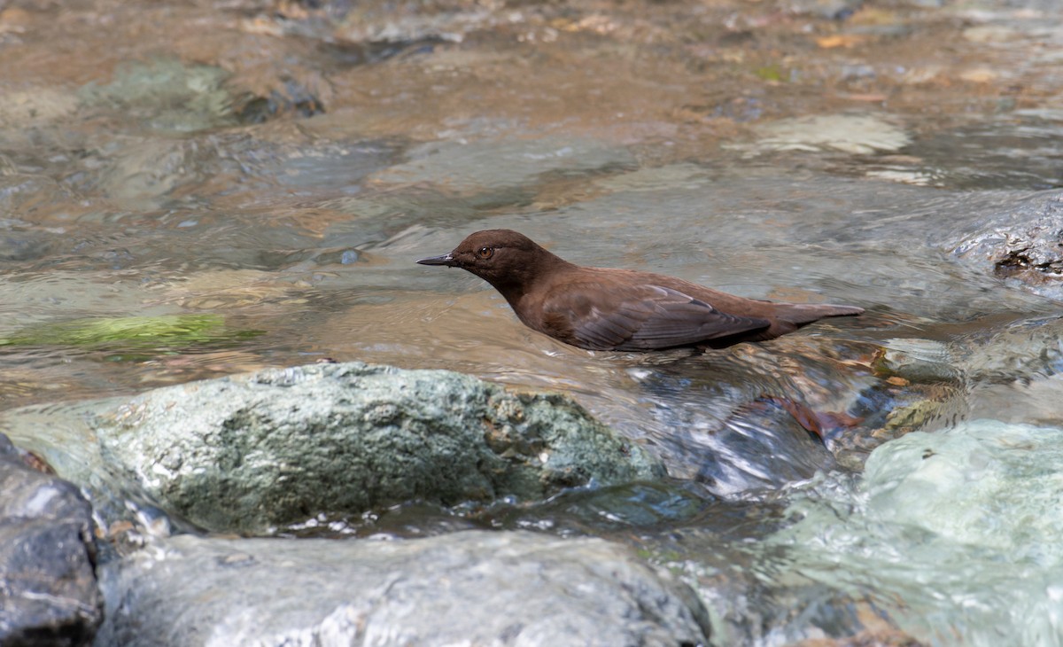 Brown Dipper - ML646239600