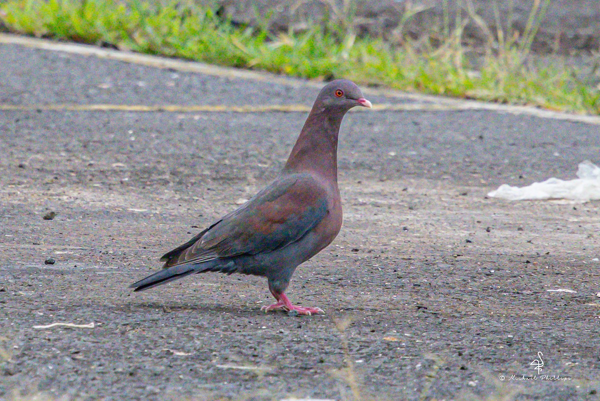Red-billed Pigeon - ML646239601