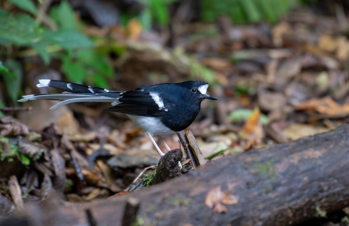 Weißscheitel-Scherenschwanz - ML646239602