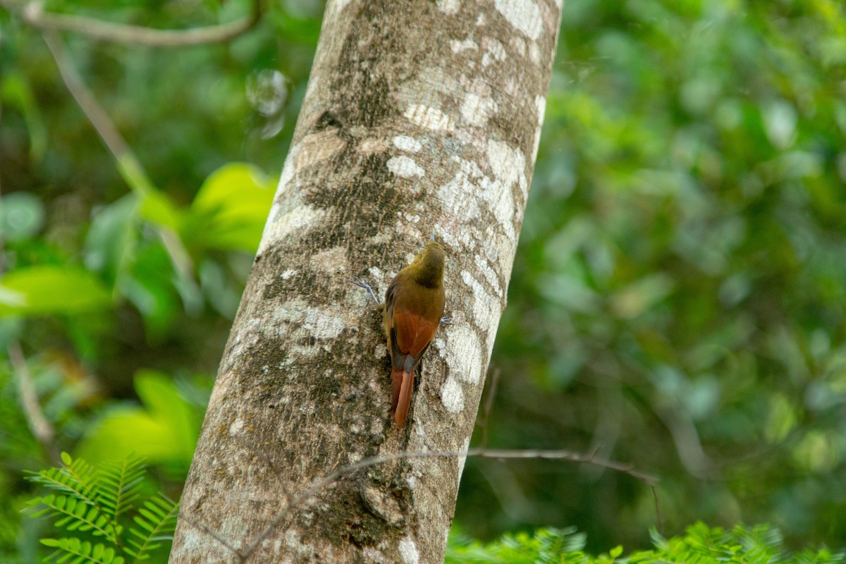 Дереволаз оливковий - ML646239604