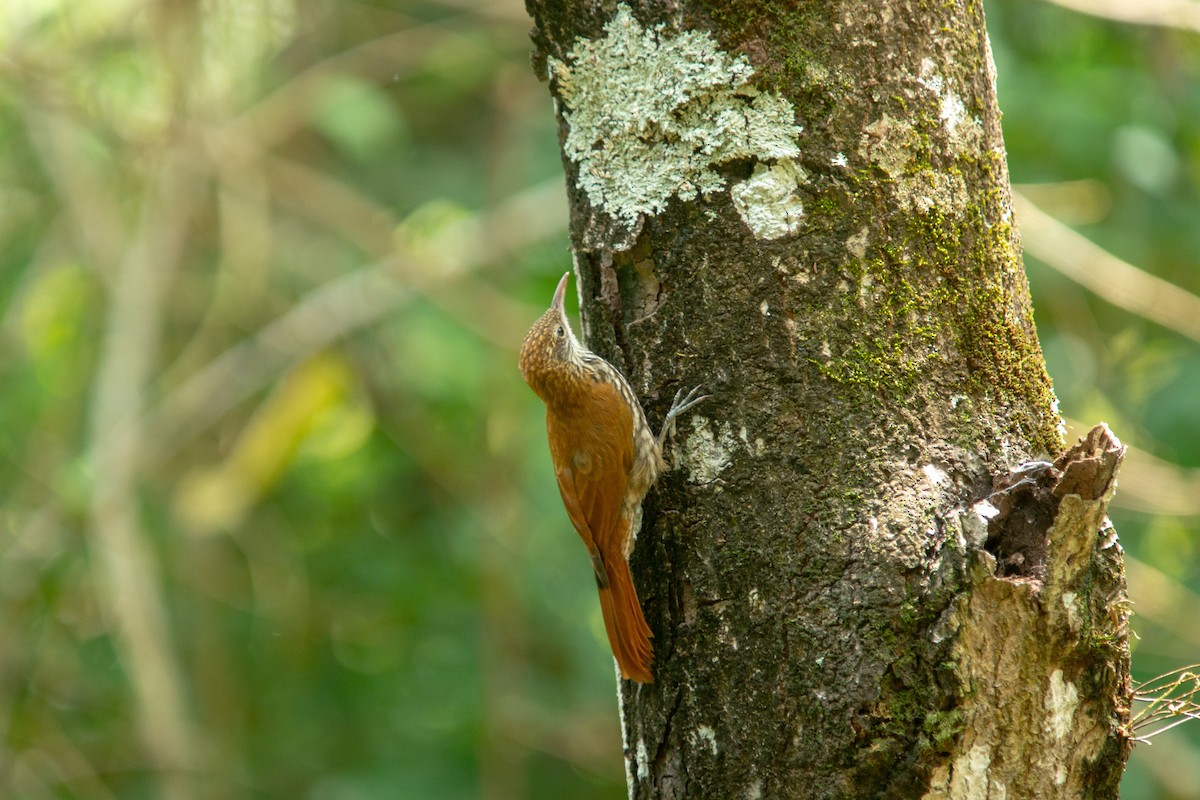Scaled Woodcreeper - ML646239605