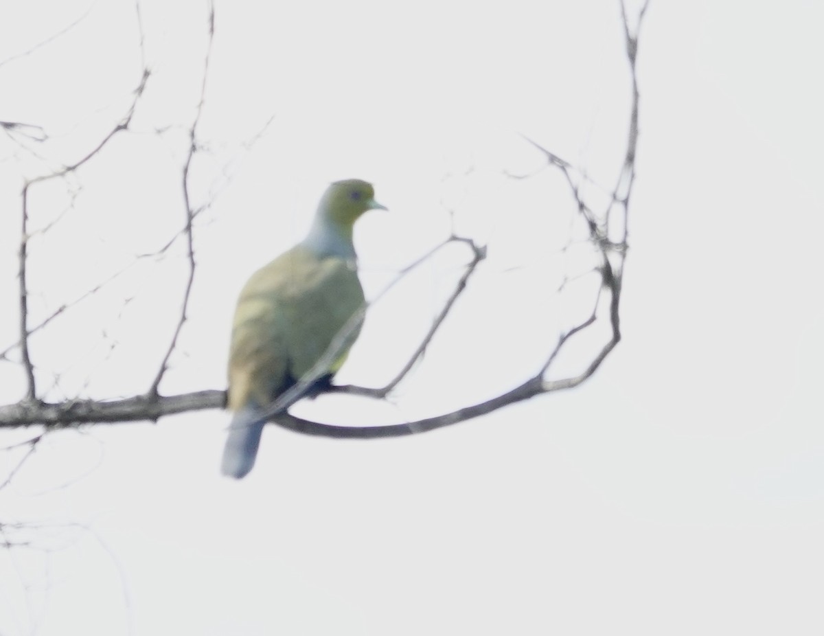 tobeltegrønndue - ML646239606