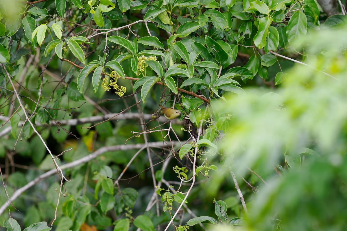 Brown-throated Sunbird - ML646239607