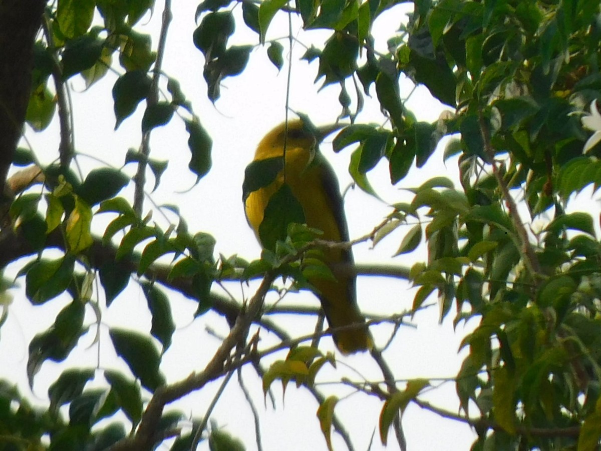 זהבן הודי - ML646239610