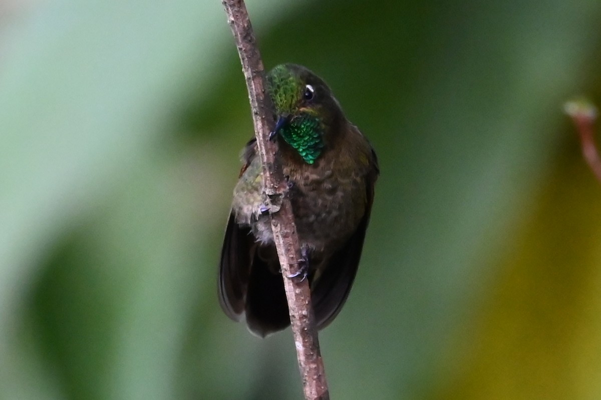 Tyrian Metaltail - ML646239611