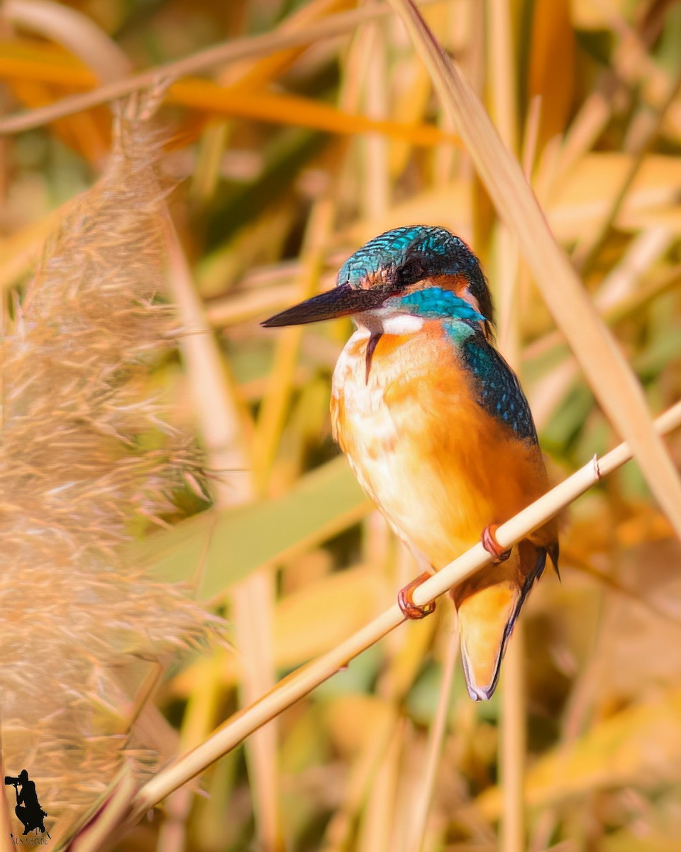 שלדג גמדי - ML646239612