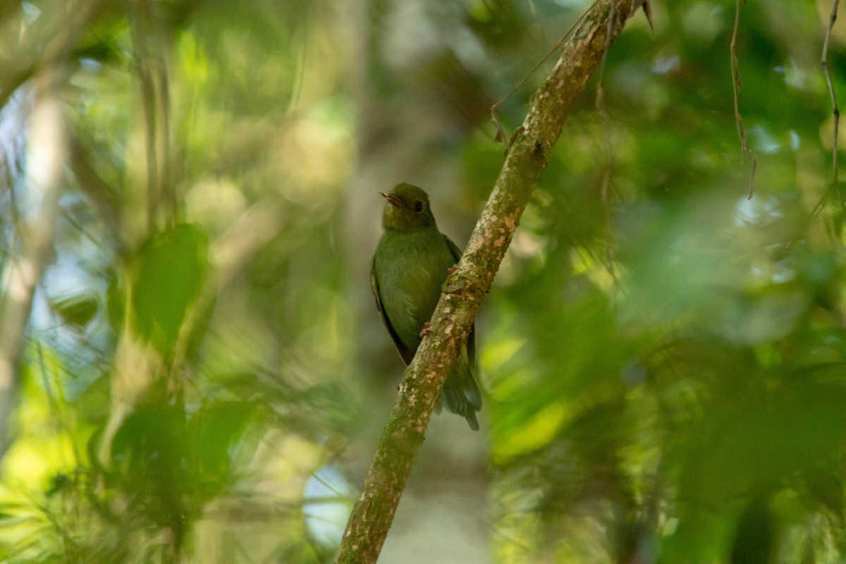 Swallow-tailed Manakin - ML646239613