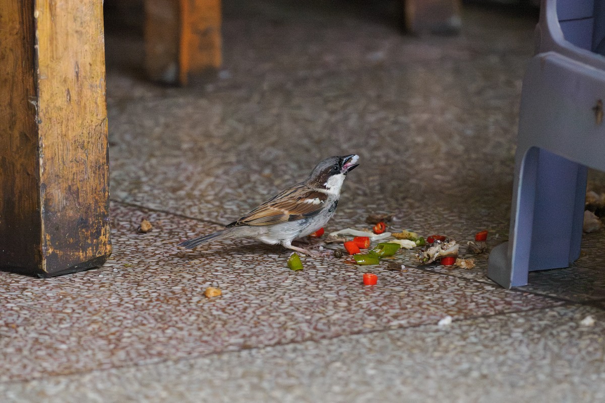 דרור הבית - ML646239614